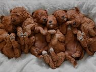Bezaubernde Cavapoo-Welpen suchen ein liebevolles Zuhause - Köln