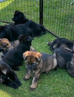 Welpen vom deutschen Schäferhund - Bönen