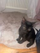 Schwarze Babykatze in 50171
