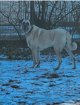 Kangal welpen geb:02.01.2026 - Lünen