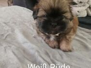 Shi tzu Malteser Welpen - Hemmoor