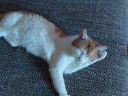 Katze zu verkaufen - Silbitz