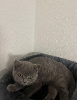 Bkh Katze - Ratingen