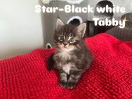Maine Coon Kitten suchen ein liebevolles Zuhause - Dörflingen