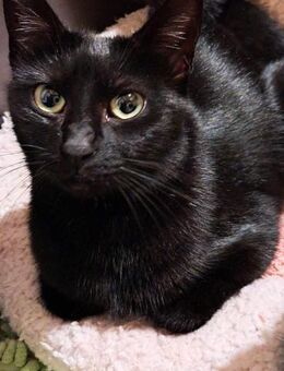 SAMIRA kämpfte für sich und ihre Babys - Augsburg