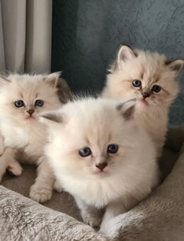 Neva Masquarade Katzenbabys - Hückeswagen (Schloss-Stadt)