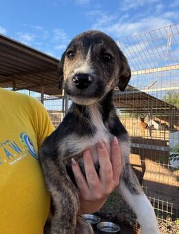 Ethan - Lorsch (Karolingerstadt)