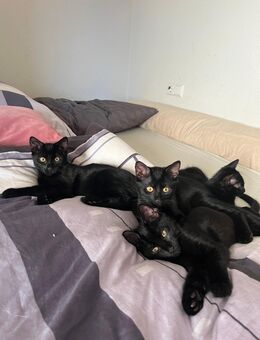 schwarze Katzenbabys - Nürtingen