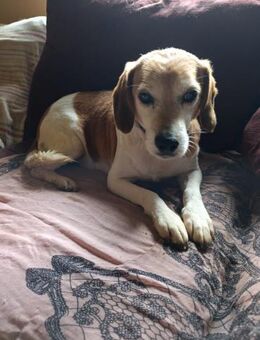 Schüchterner Antonio braucht Zuhause - Berlin