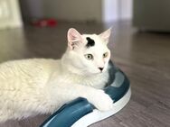 FeLV Kater Ted aus dem Tierschutz - Grevenbroich