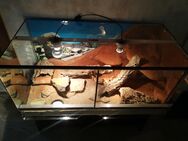 Terrarium mit 2 Leopardgeckos abzugeben (ideal für Einsteiger!) - Witten
