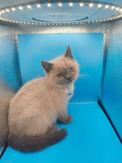 Süße BKH Katzen Babys