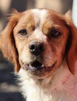 Breton, lernfreudig, offen, freundlich - Westerholt