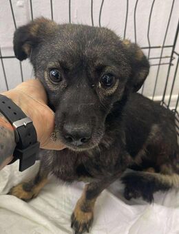 B717 möchte sicher sein - Neuberg