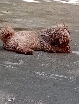 Maltipoo ( Malteser und zwerg Pudel) Mischling - Hannover