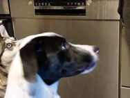 Ricco sucht neues Zuhause - Ludwigshafen (Rhein)