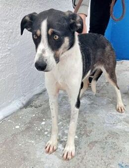 NAIRA - braucht ein erfahrenes Zuhause - Sulzbach-Laufen