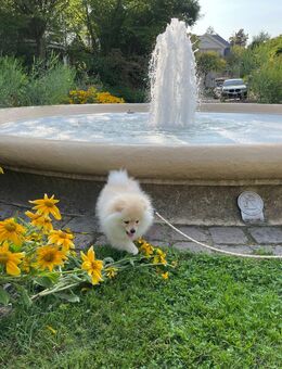 Pomeranian Zwergspitz Welpe - Wiesbaden