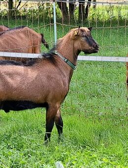 BDE Ziegen, Ziegen in Milch und 2 gekörte Jungböcke aus Herdbuchzucht - Eggenfelden
