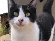 Tabby sucht eine liebevolle Familie - Bergkirchen