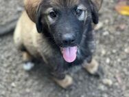 Toller Welpe Loki sucht sein Zuhause - Berlin