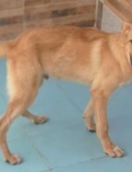 Bady toller Welpe sucht Sie Ho - Ludwigshafen (Rhein)