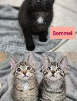 Feather, Bommel und Calcifer - Schwielowsee