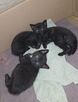 Katzenbabys zu verkaufen - Aidenbach