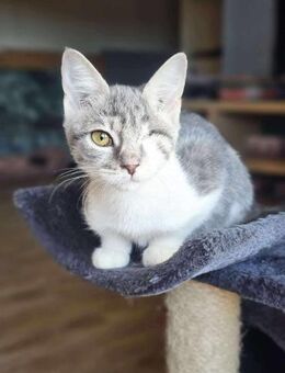 Süße Liana sucht schützendes Zuhause - Margetshöchheim