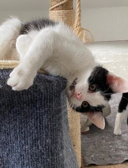 Kitten suchen ein neues Zuhause - Eppendorf