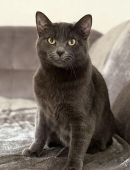 Kartäuser Kater sucht Zuhause - Saarbrücken