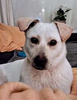 Happy wartet in HH auf Pflegestelle! - Rosengarten (Niedersachsen)