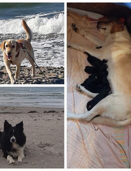 Borador Labrador Retriever Border Collie Mix - Arnstadt