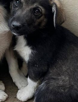 Quastl, auf dem Weg ins Glück? - Steinhagen (Nordrhein-Westfalen)