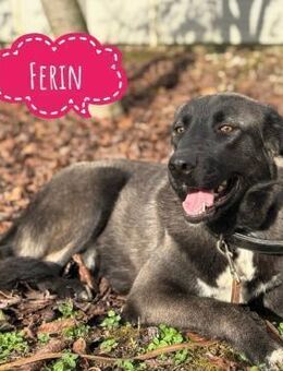 Ferin ein sanftes unsicheres Mädchen - Flörsheim-Dalsheim