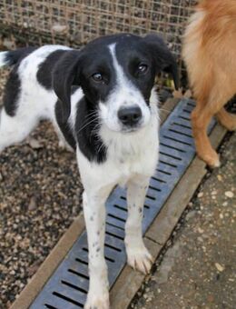 Ilias, bereit sein Köfferchen zu packen - Schwabach