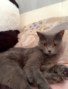 katze zu verkaufen britisch kurzhaar - Wolfsburg
