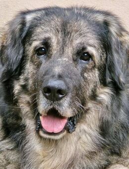 Ivo unser Großer - Notfall in Norddtschl - Süderbrarup