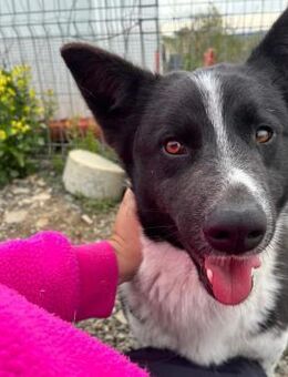 ❣️ Traumhund George ❣️ - Eislingen (Fils)