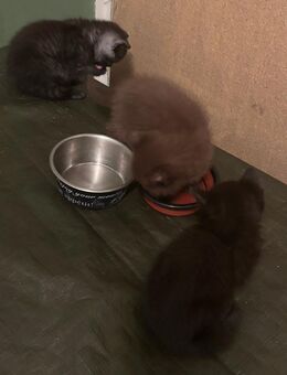 British Kurzhaar Kitten BKH - München Schwanthalerhöhe