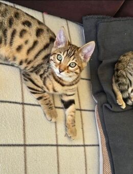 Reinrassige Bengal Katze - stubenrein & aktiv abzugeben - Offenbach (Main) Bieber