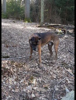 Hund Bardino Mix dringend abzugeben - Menden (Sauerland)