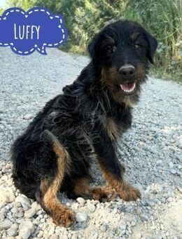 Luffy ein Traumwesen - Flörsheim-Dalsheim
