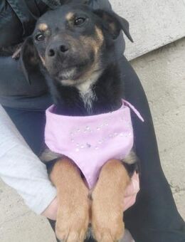 BENTE - geb. ca. 12/2022 - Mischling - Schönaich