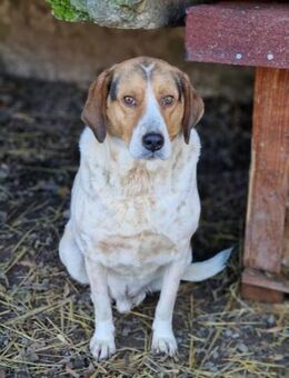 MAXWELL möchte DER EINE sein ♥️ - München