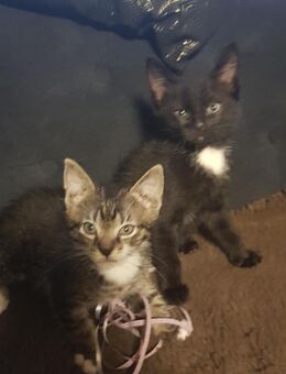 Kitten❤Katze❤Kater❤Katzenjunges❤ Katzenbaby❤ suchen ein liebevolles Zuhause - Knüllwald
