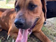 BEETHOVEN sucht Zuhause - Gefrees