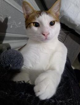 🐱 Goshi sucht Happy Home🐱❣️ - Eislingen (Fils)