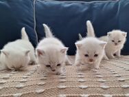 BKH Kitten suchen ein schönes zu Hause - Pforzheim