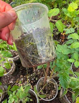 Tomaten pflanzen zu verkaufen - Witten